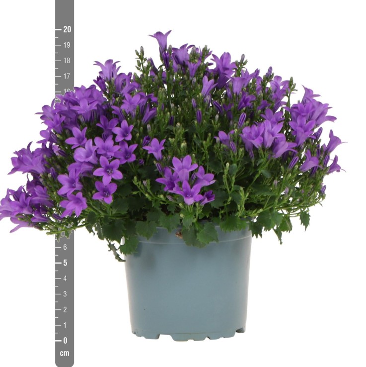 Campanula Addenda - Klokjesbloem Purple - Plante Vivace Hivernale