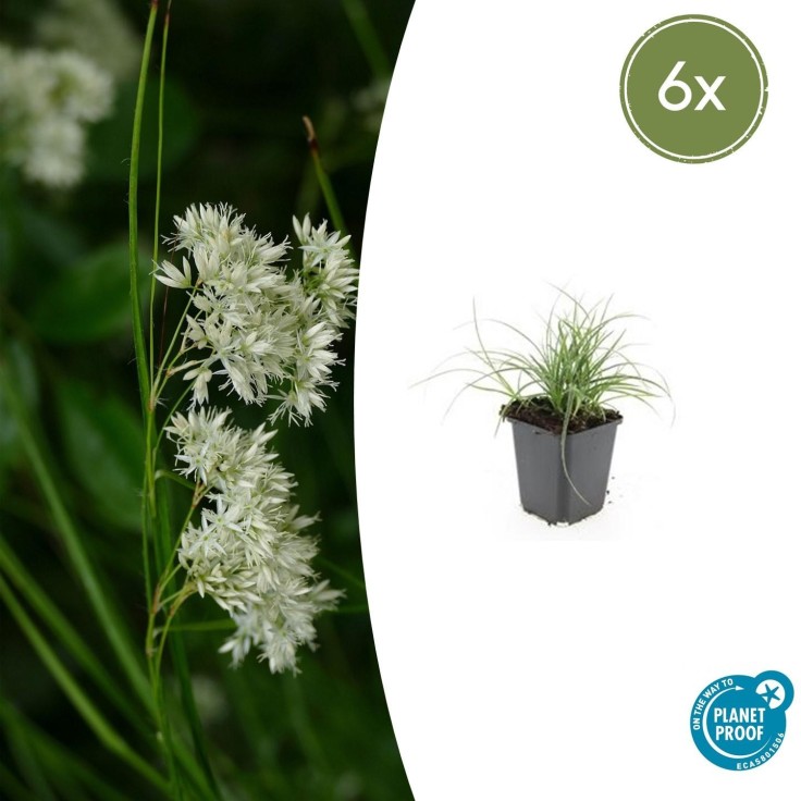 Luzule blanche -  60