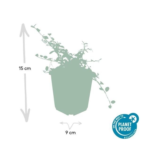 Cotonéaster rampant 'Queen of Carpets' -  12