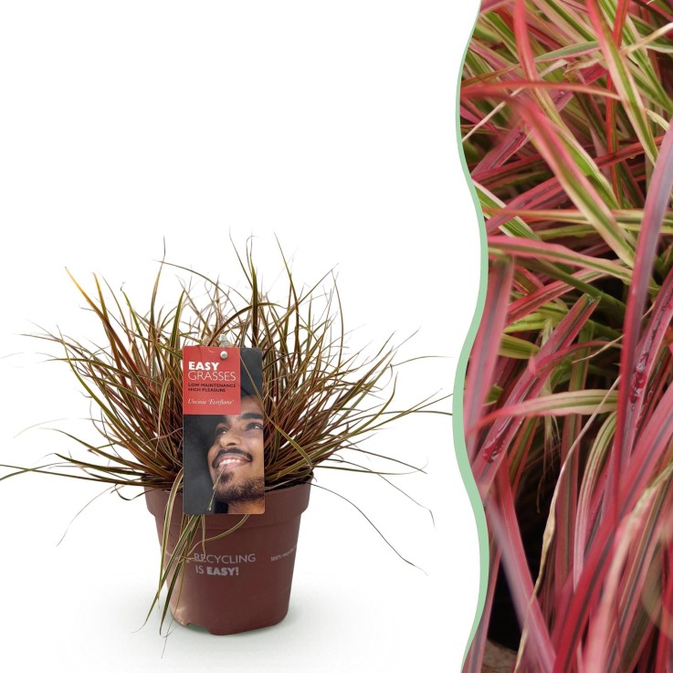 Uncinia rubra Everflame en pot