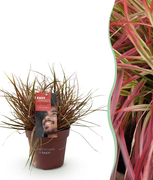 Uncinia rubra Everflame en pot