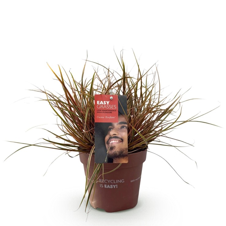 Uncinia rubra Everflame en pot
