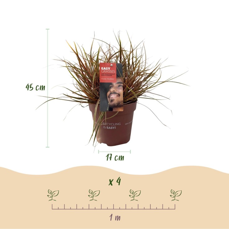 Uncinia rubra Everflame en pot