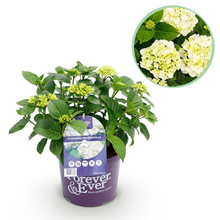 Hortensia en pot