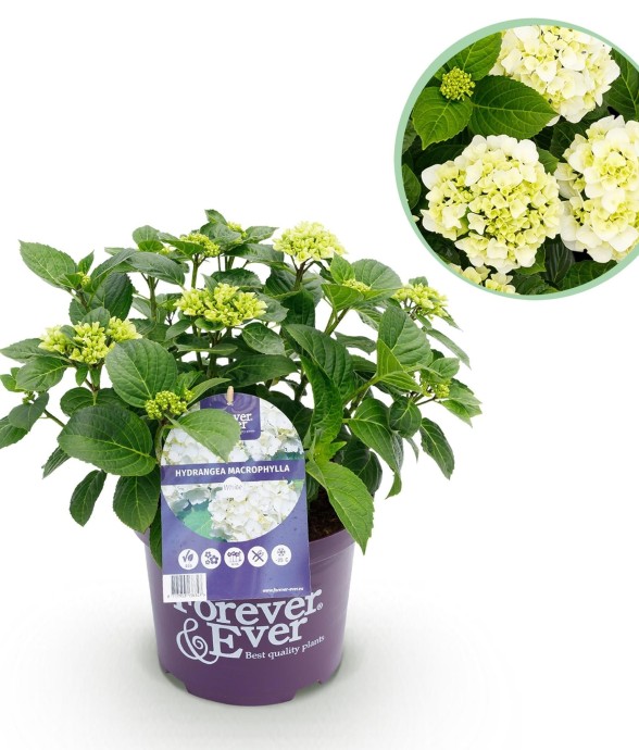 Hortensia en pot