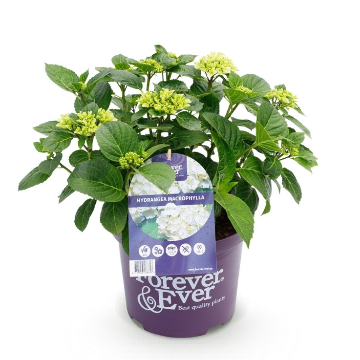 Hortensia en pot