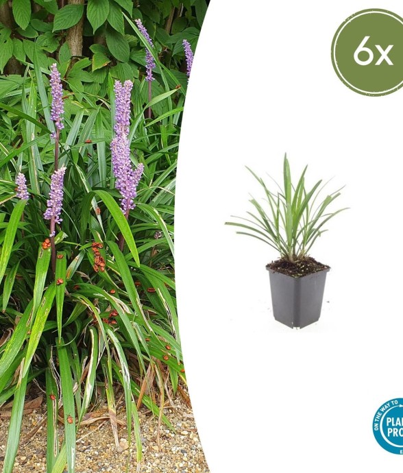 Ophiopogon - Herbe aux...