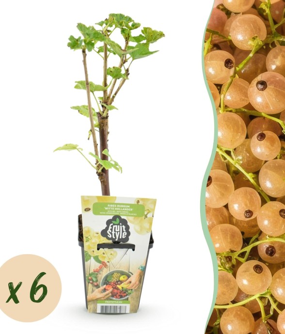 Groseillier à grappes Witte...