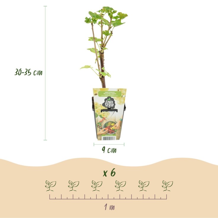 Groseillier à grappes Witte Hollander x6