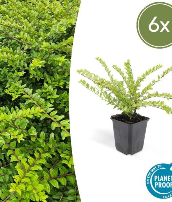 Chèvrefeuille arbustif...