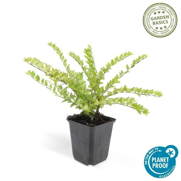 Chèvrefeuille arbustif 'Maigrün' -  60