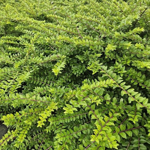 Chèvrefeuille arbustif 'Maigrün' -  60