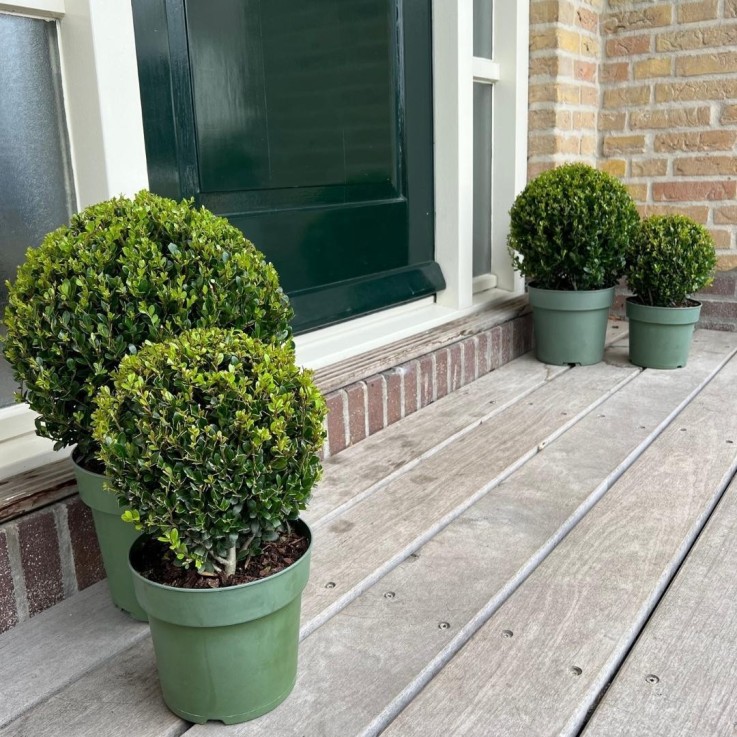 Ilex crenata 'Jenny' x2 -  Pot de culture