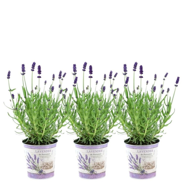 Lavande angustifolia Felice® x3 en pot