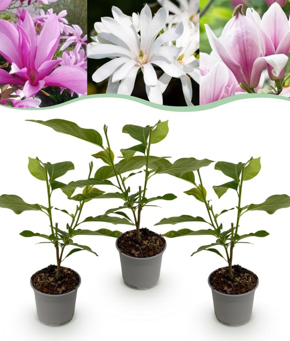 Magnolia mix x3