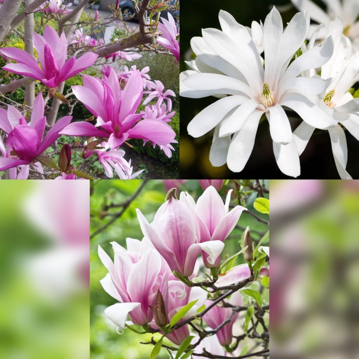 Magnolia mix x3