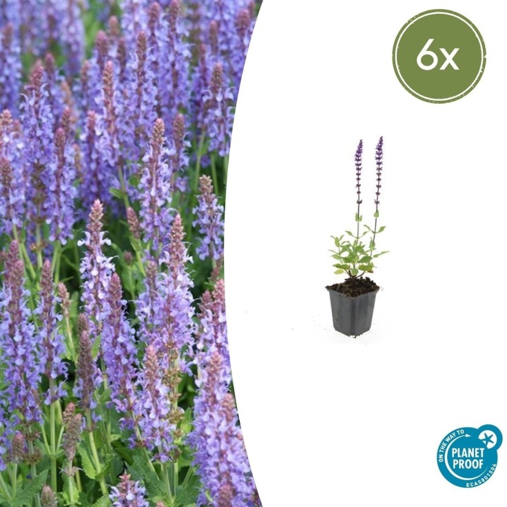 Sauge des bois 'Caradonna' -  6