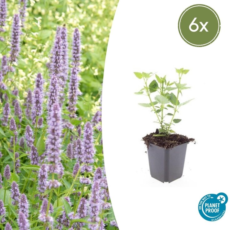 Agastache 'Blue Fortune' -  12