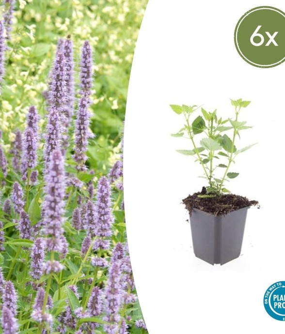 Agastache 'Blue Fortune' -  12