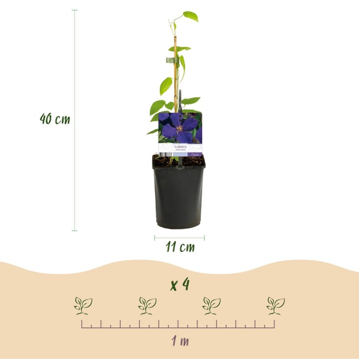 Clématite Rainbow x4
