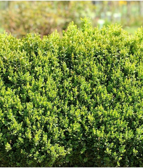 Haie Buis Buxus...