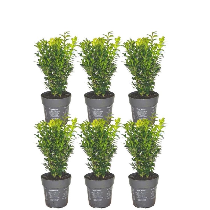 Haie Buis Buxus Sempervirens x6