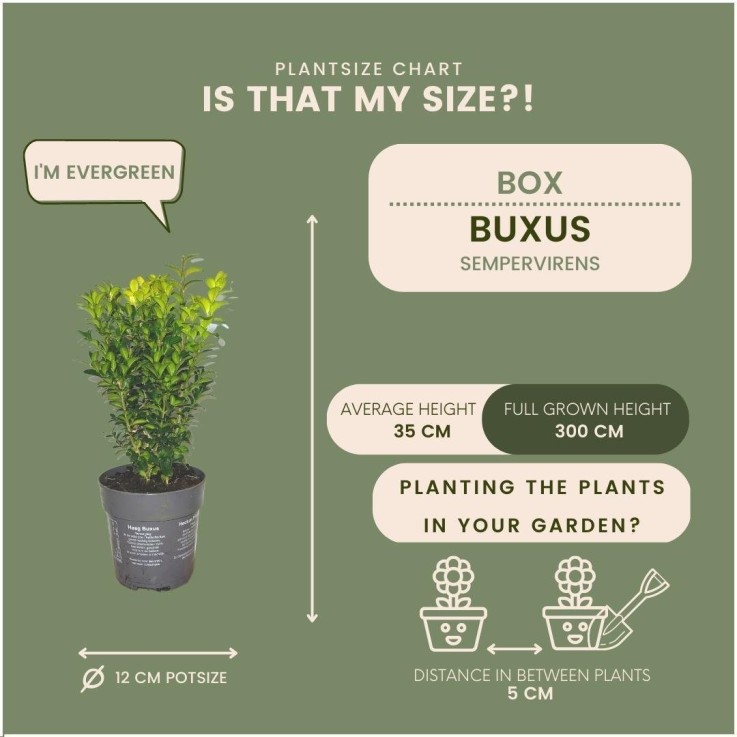 Haie Buis Buxus Sempervirens x6