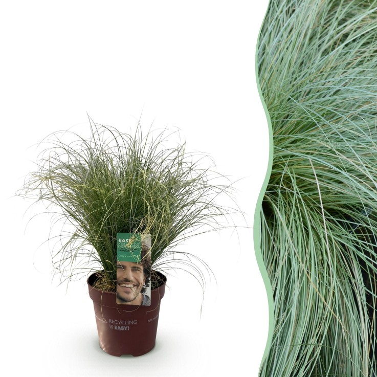 Carex comans Frosted Curls en pot
