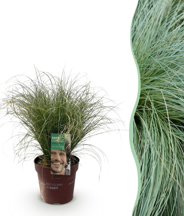 Carex comans Frosted Curls...