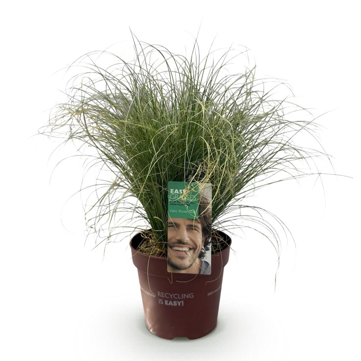 Carex comans Frosted Curls en pot
