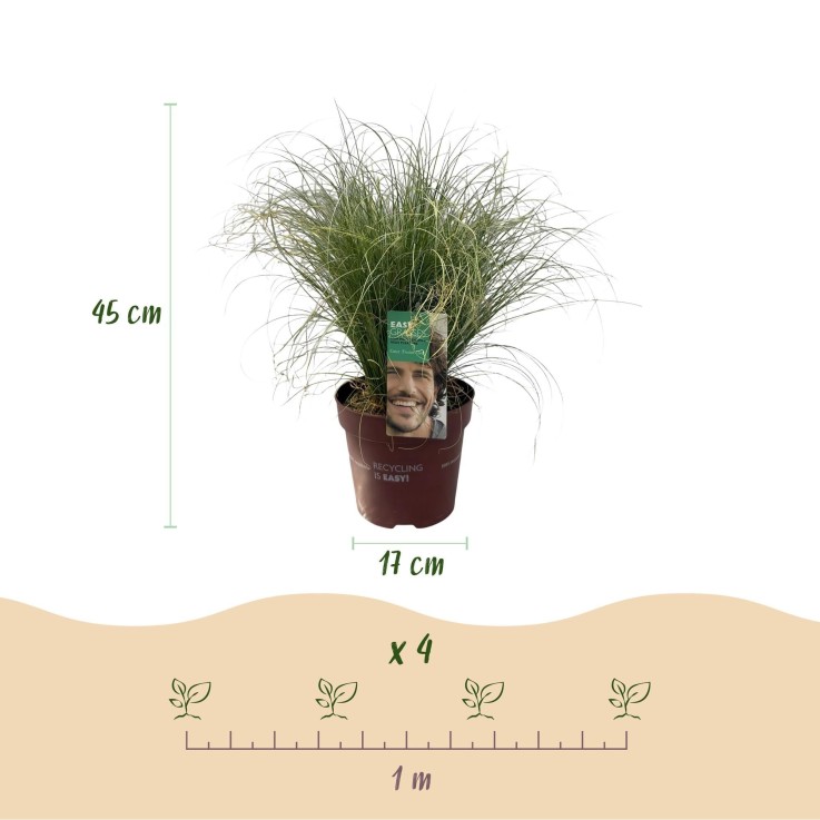 Carex comans Frosted Curls en pot