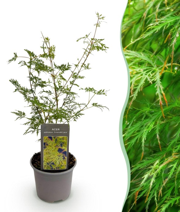 Erable du japon Emerald Lace