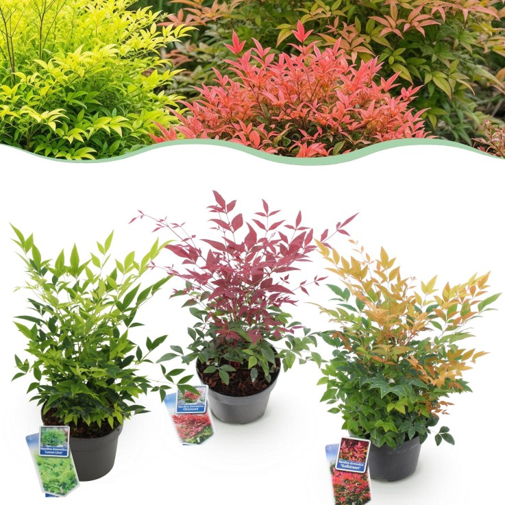 Nandina Tricolore x3