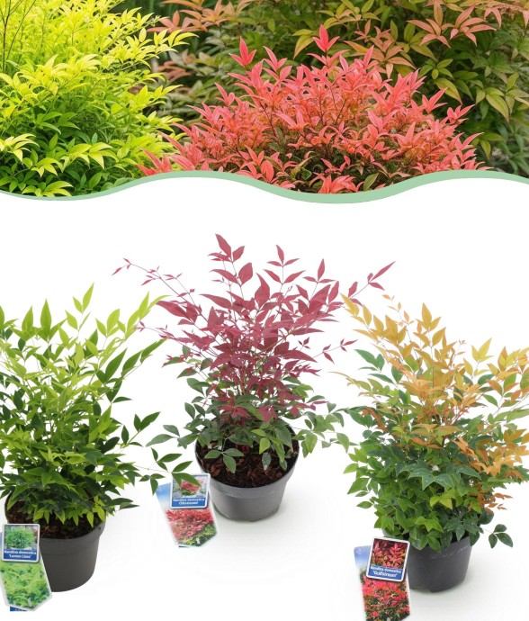 Nandina Tricolore x3