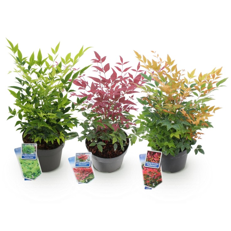 Nandina Tricolore x3