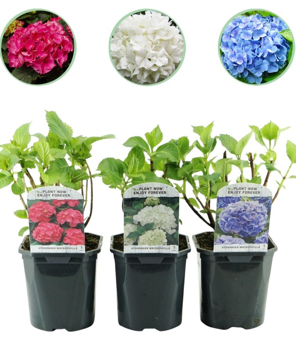 Hortensia Tricolour x3