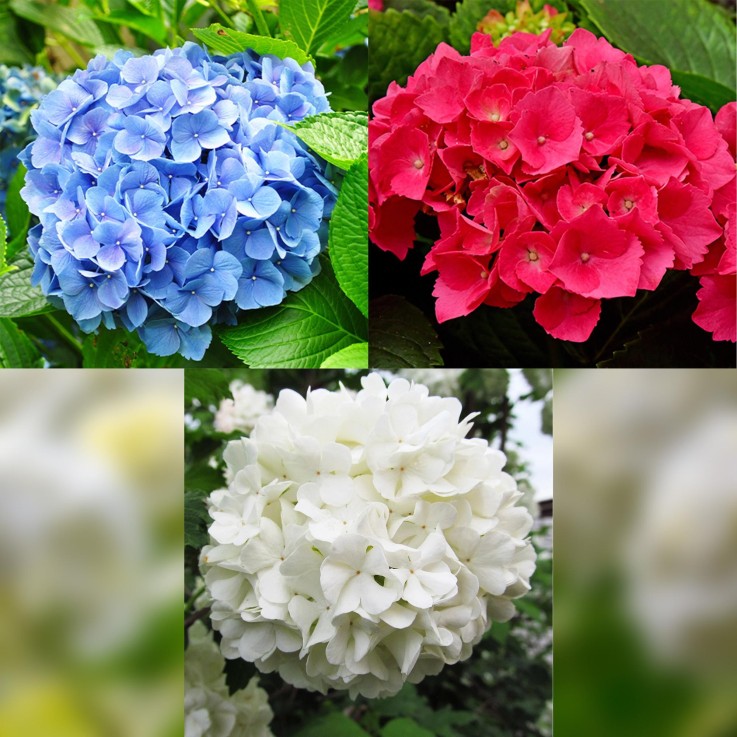 Hortensia Tricolour x3