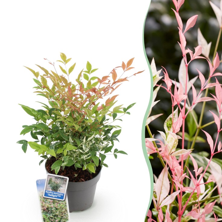 Nandina Twilight x1