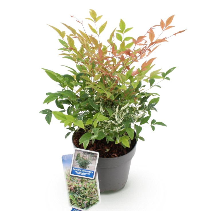 Nandina Twilight x1