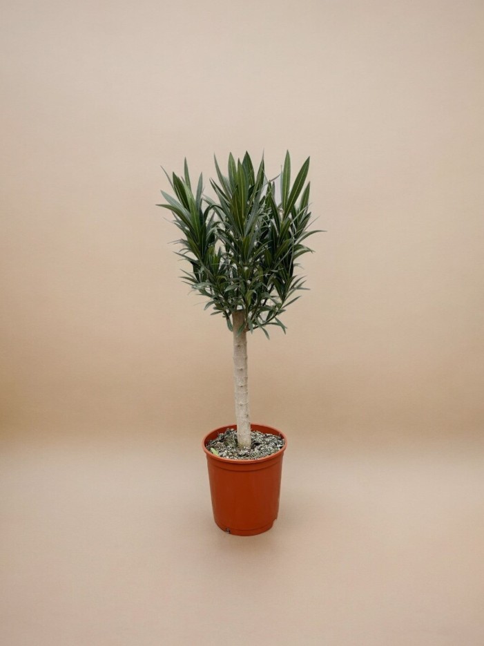 Nerium Oleander op stam met witte bloem - 110cm - Ø30