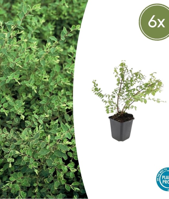 Symphorine de Chenault...