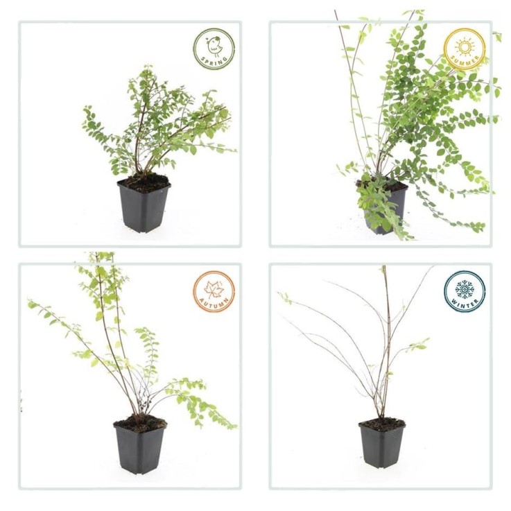 Symphorine de Chenault 'Hancock' -  6