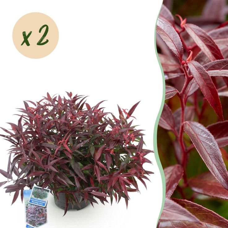 Leucothoe Burning Love x2