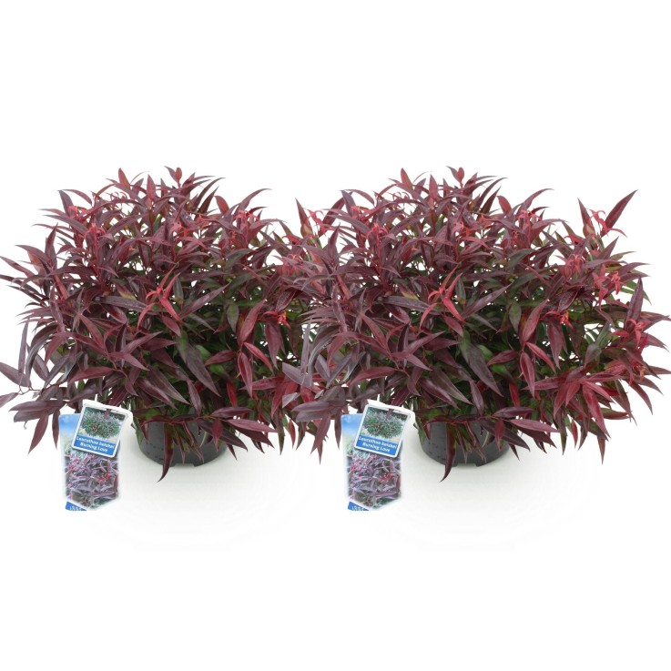 Leucothoe Burning Love x2