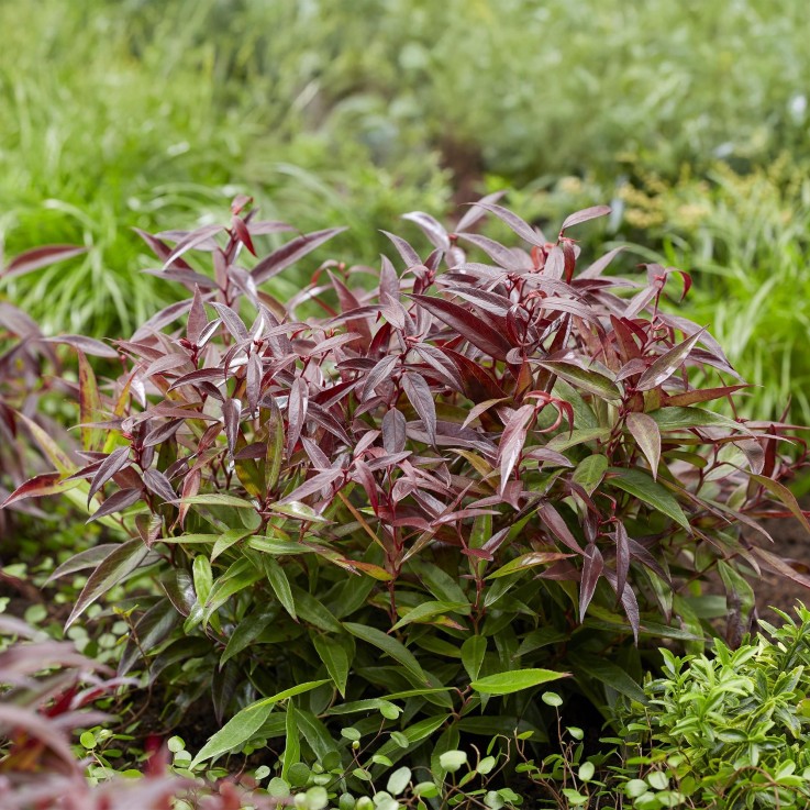 Leucothoe Burning Love x2