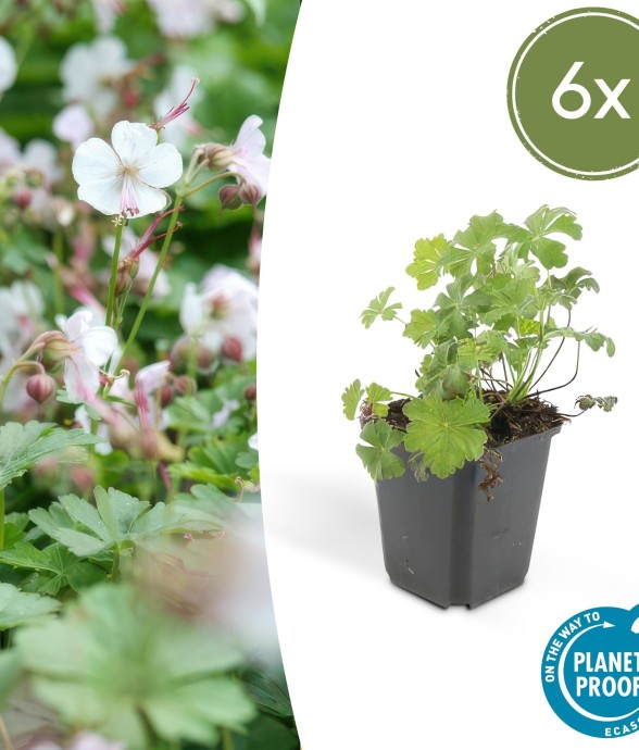 Géranium vivace 'Biokovo' -...