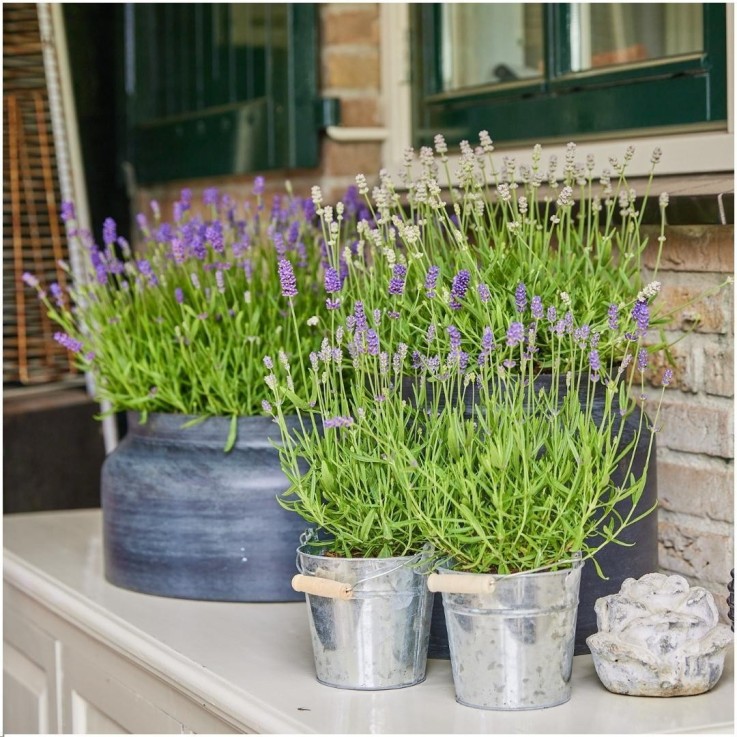 Lavande angustifolia Felice® en pot x3