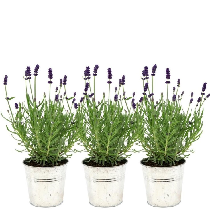 Lavande angustifolia Felice® en pot x3