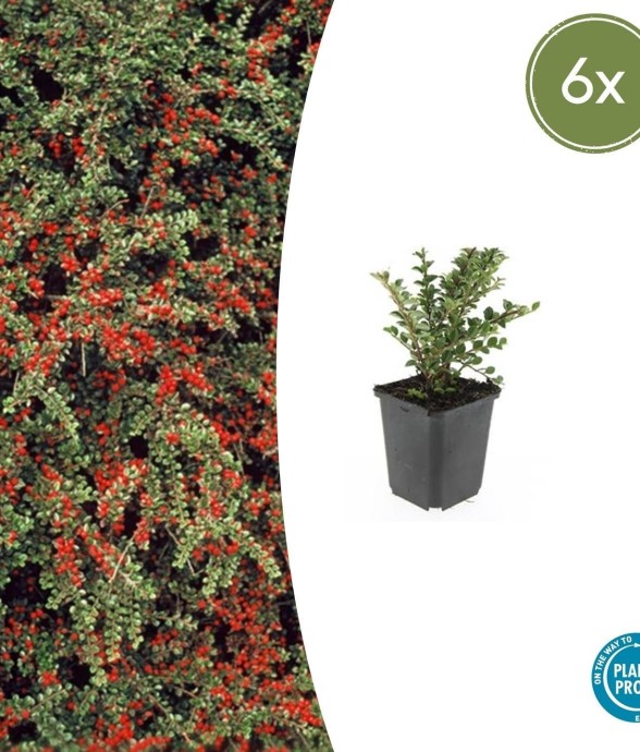 Cotonéaster horizontal -  60