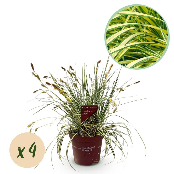 Carex oshimensis Evergold x4
